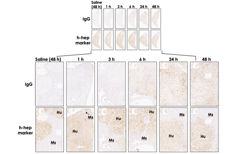 IgG protein post-LNP IHC