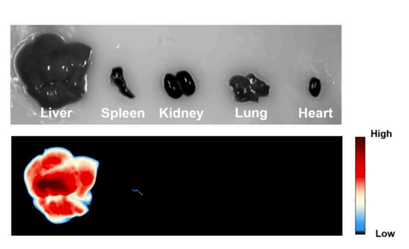 LNP biodistribution in tissues