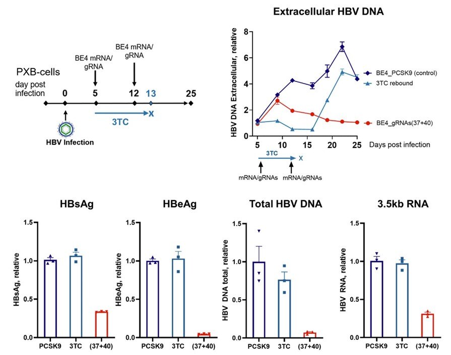 figure4_in vitro hbv